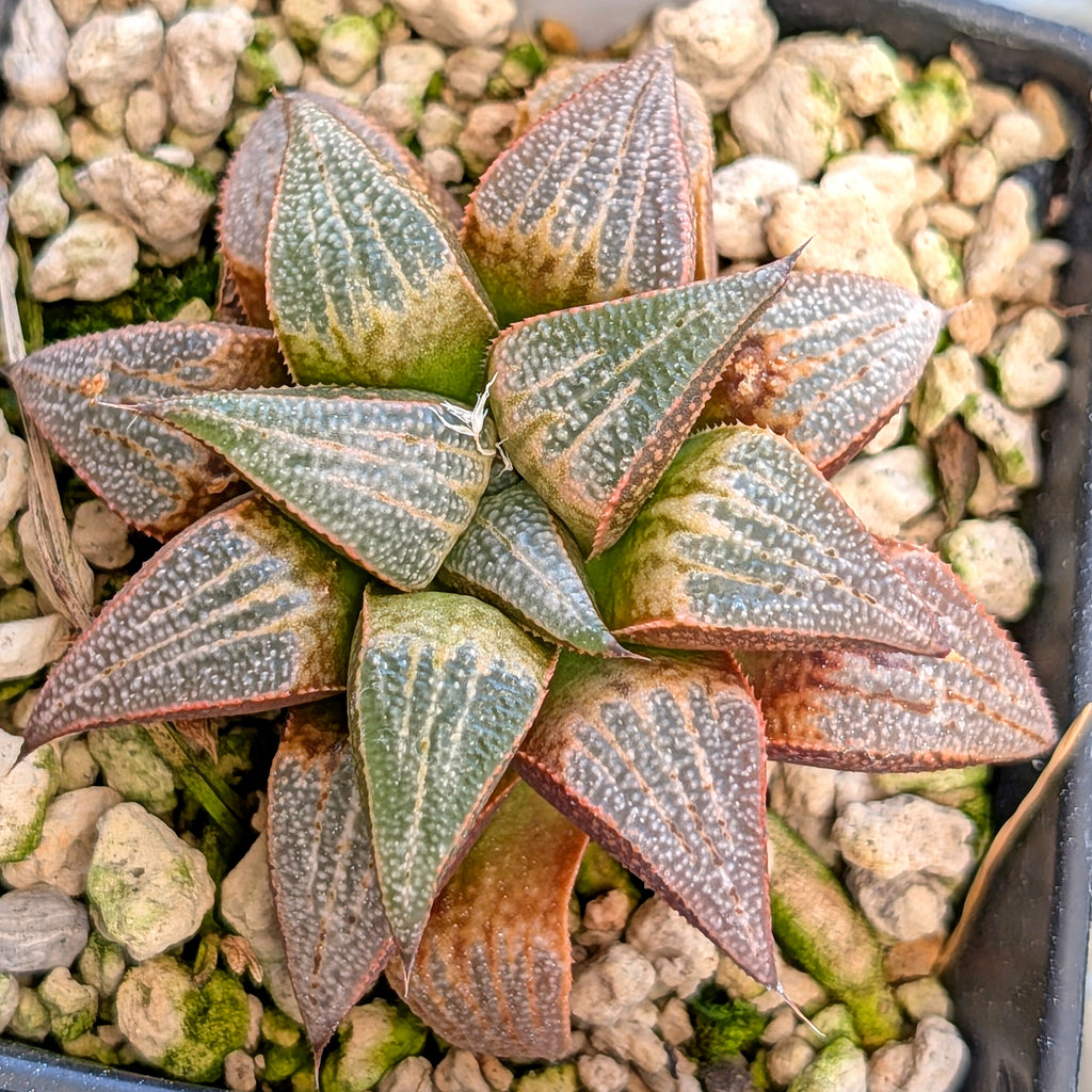 Haworthia hybrid series PP355 #39