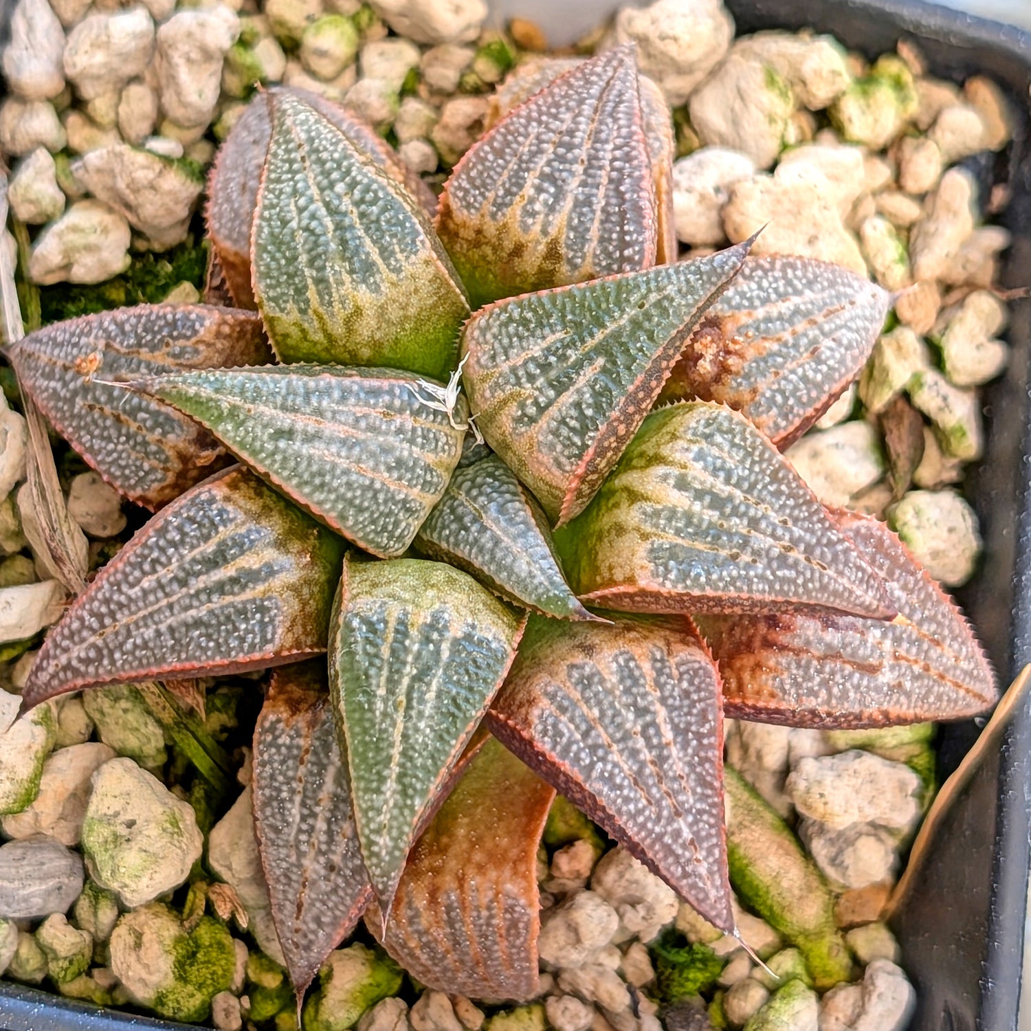 Haworthia hybrid series PP355 #39