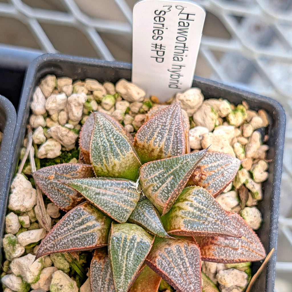 Haworthia hybrid series PP355 #39