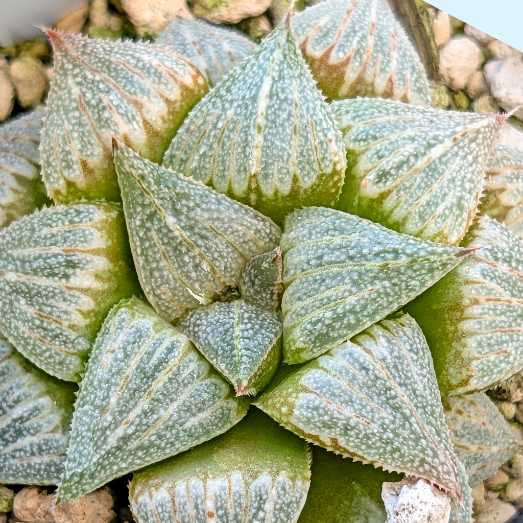 Haworthia hybrid series PP355 #41