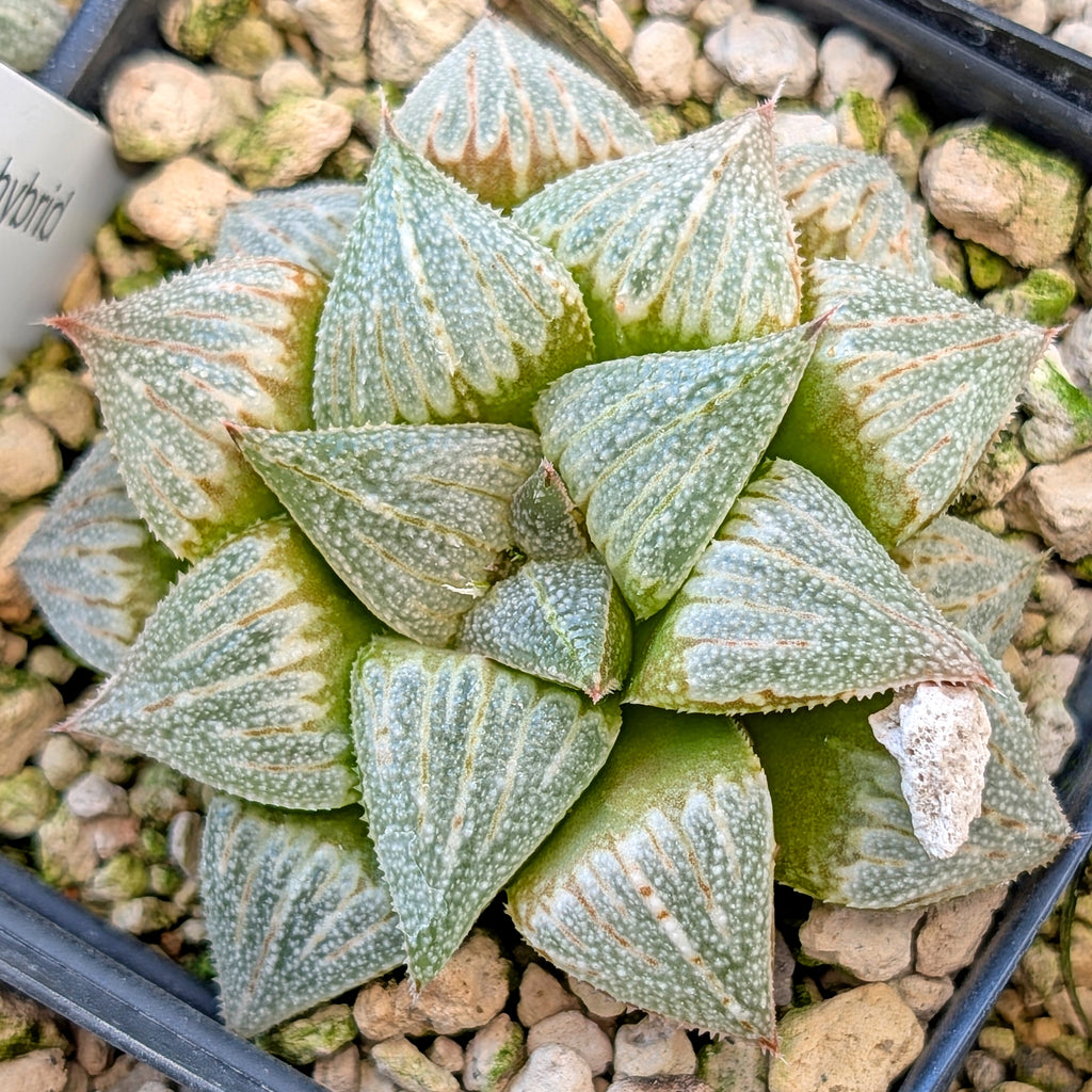 Haworthia hybrid series PP355 #41