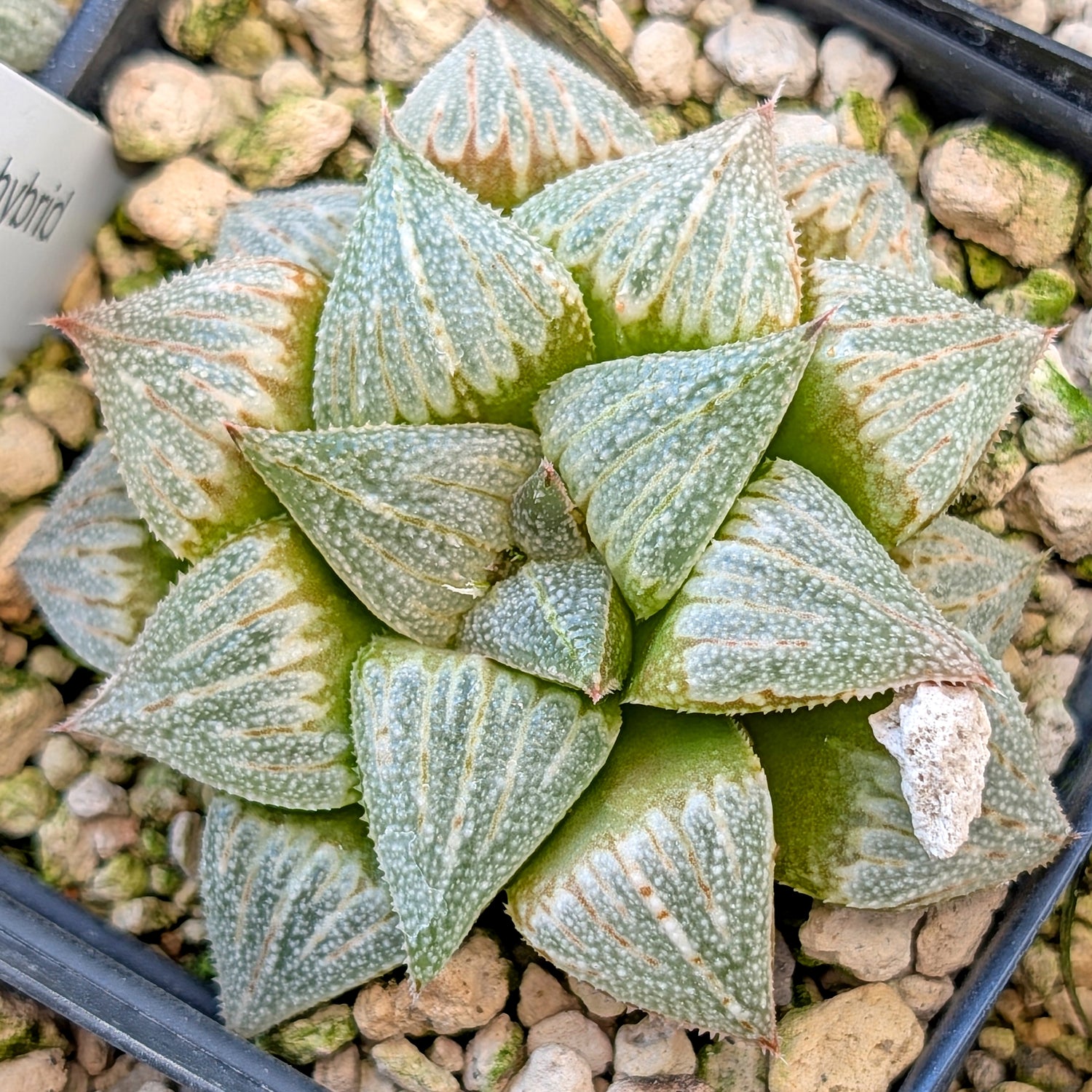 Haworthia hybrid series PP355 #41