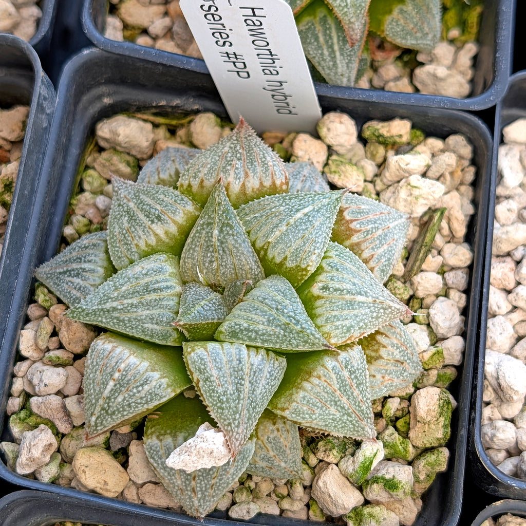 Haworthia hybrid series PP355 #41