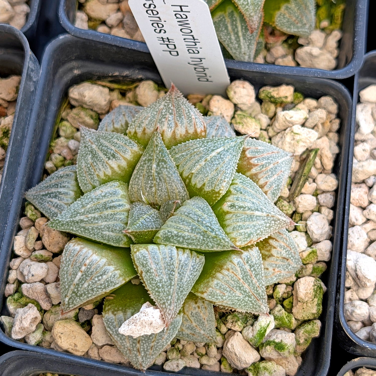 Haworthia hybrid series PP355 #41