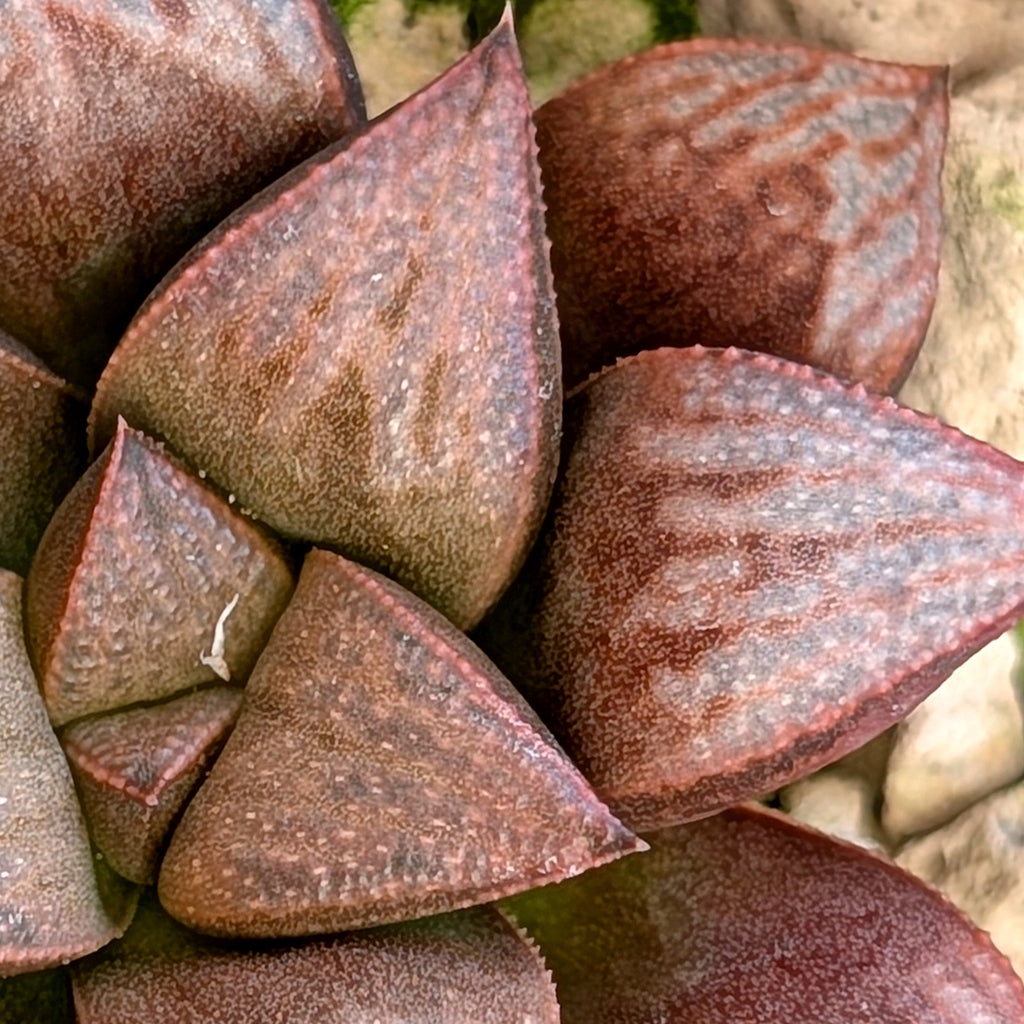 Haworthia hybrid series PP355 #46