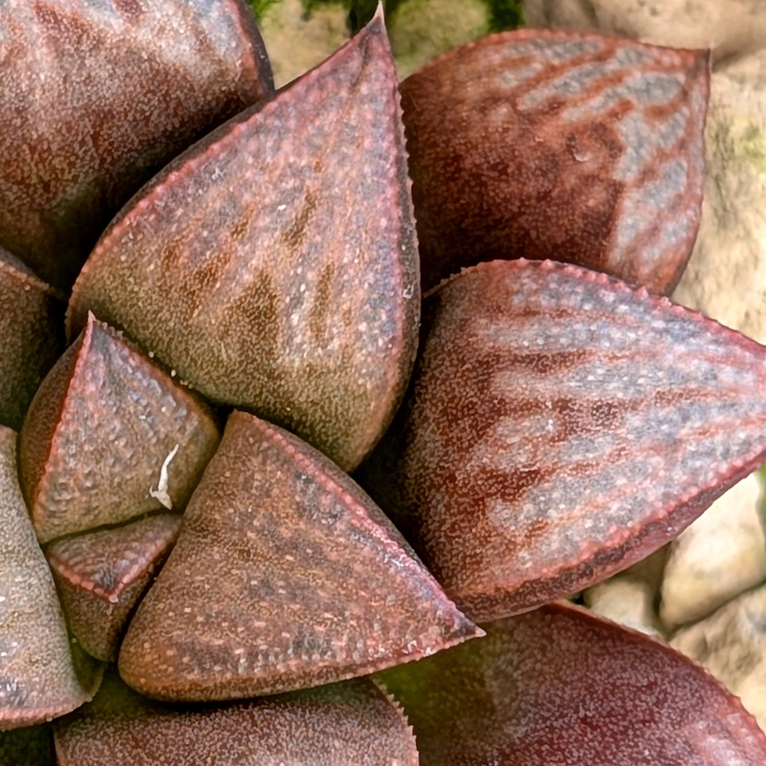 Haworthia hybrid series PP355 #46