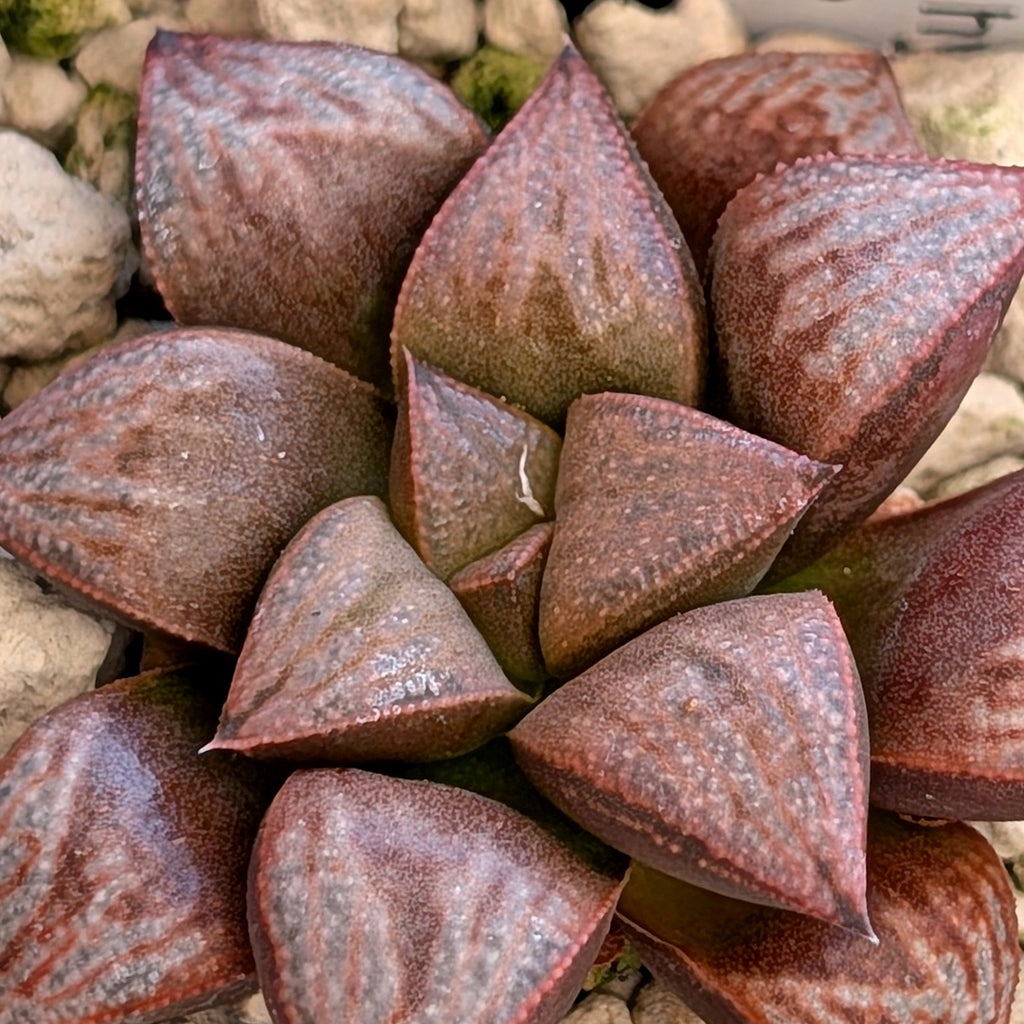 Haworthia hybrid series PP355 #46