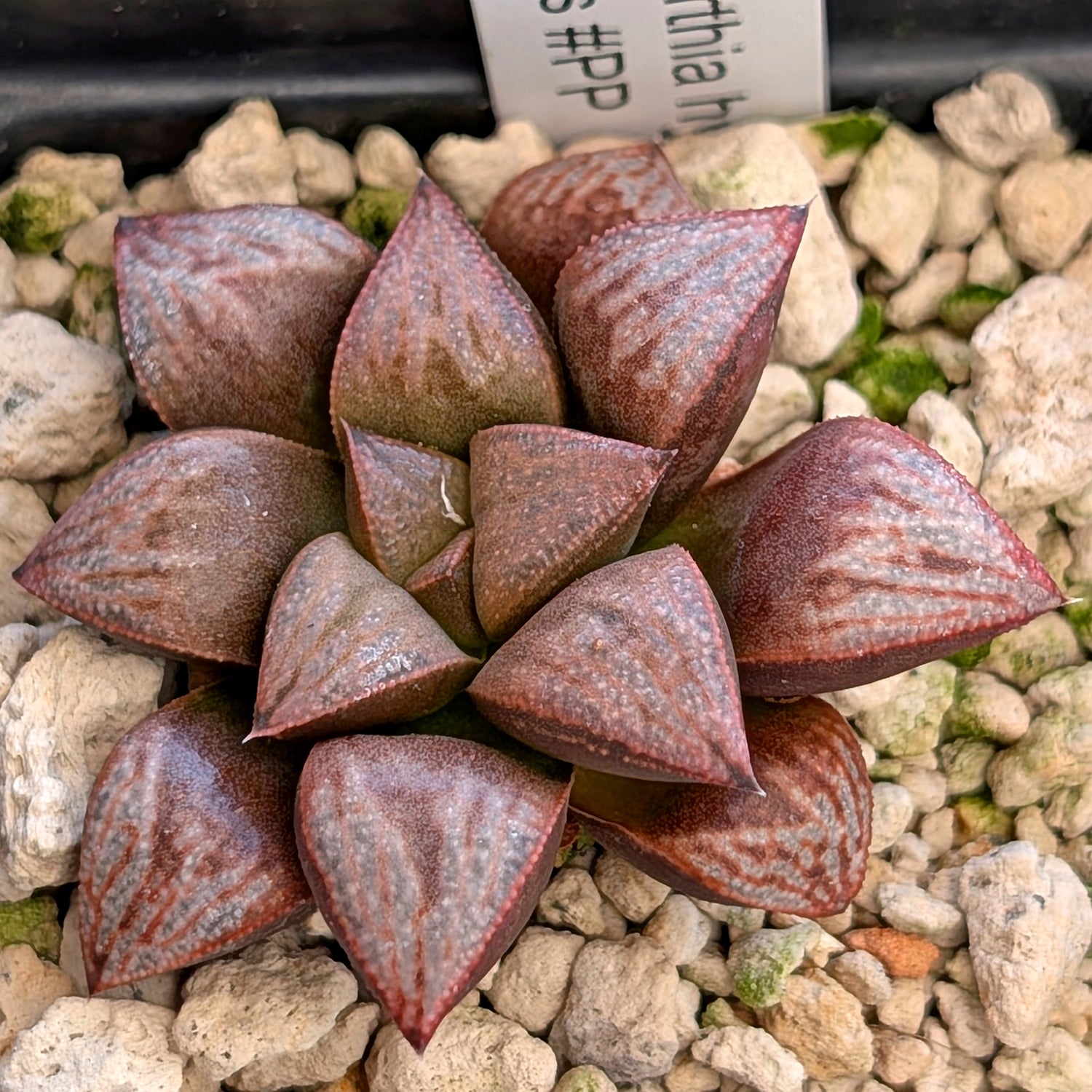 Haworthia hybrid series PP355 #46
