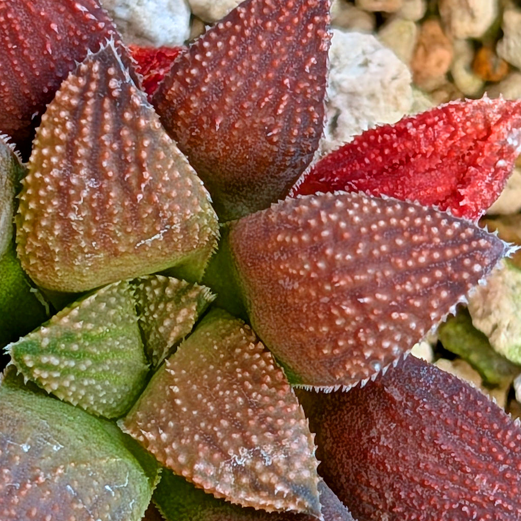 Haworthia hybrid series PP359 #21