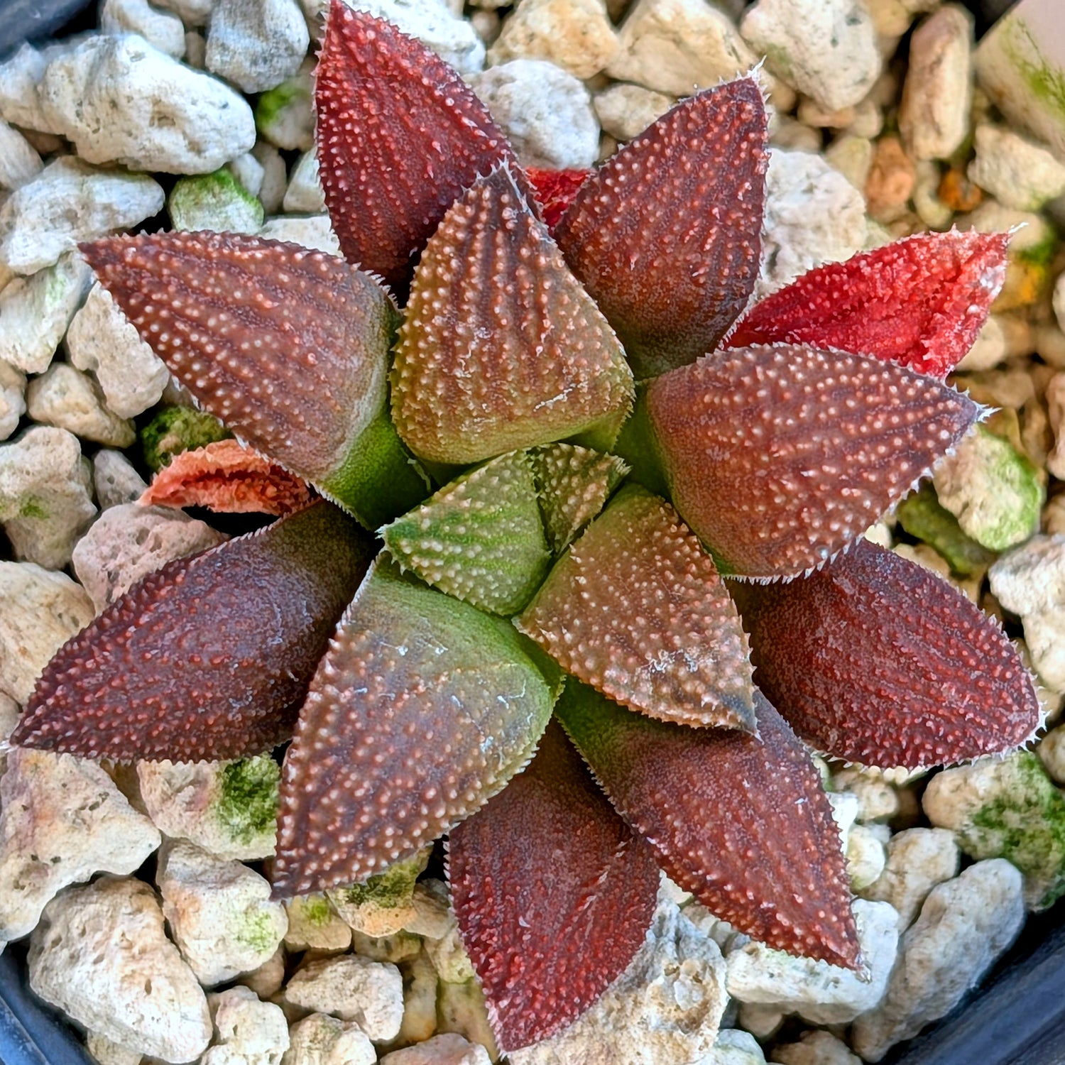 Haworthia hybrid series PP359 #21