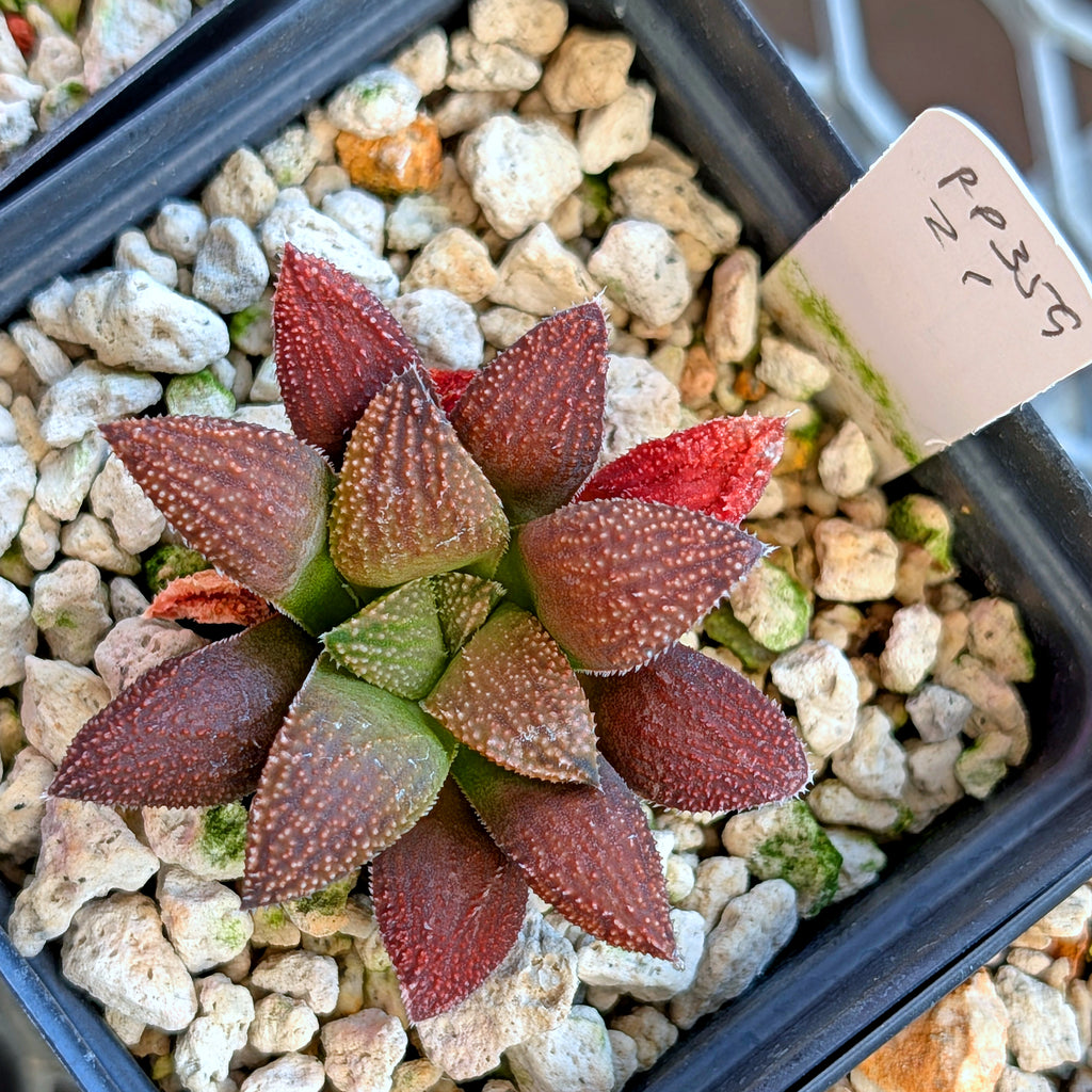 Haworthia hybrid series PP359 #21