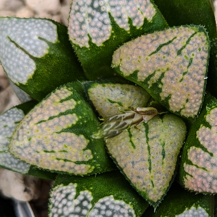 Haworthia hybrid series PP368 #j