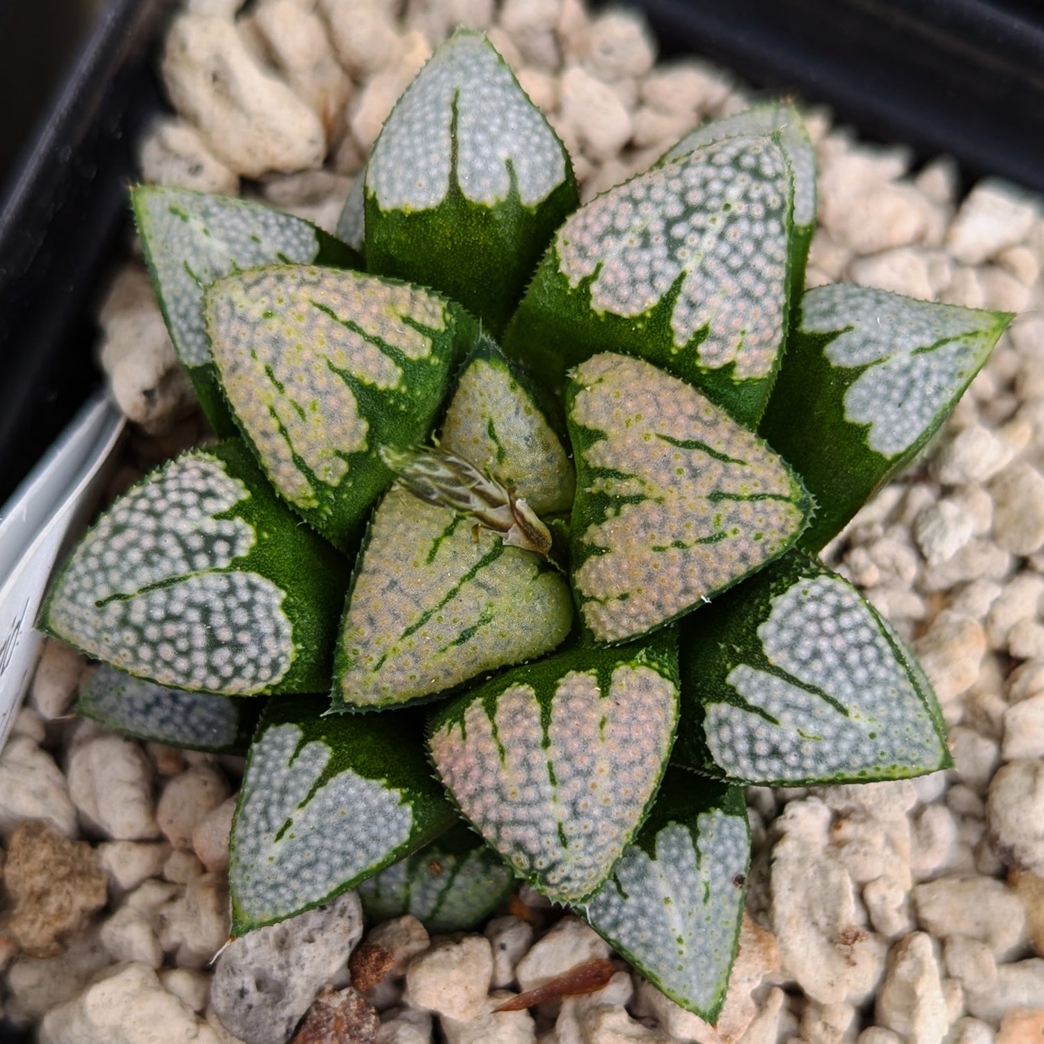 Haworthia hybrid series PP368 #j