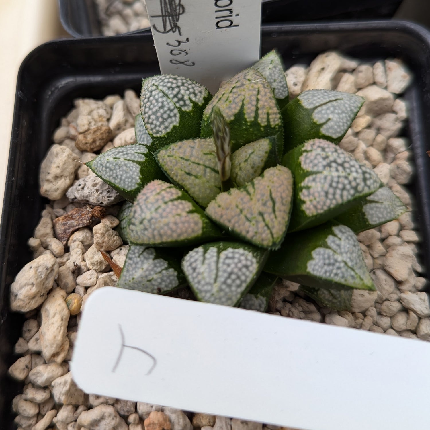 Haworthia hybrid series PP368 #j