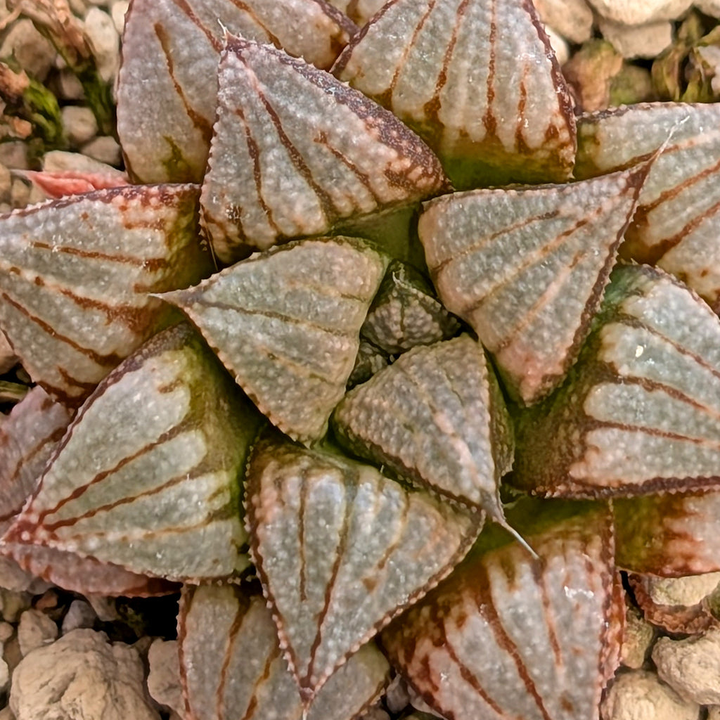 Haworthia PP371 hybrid series #33