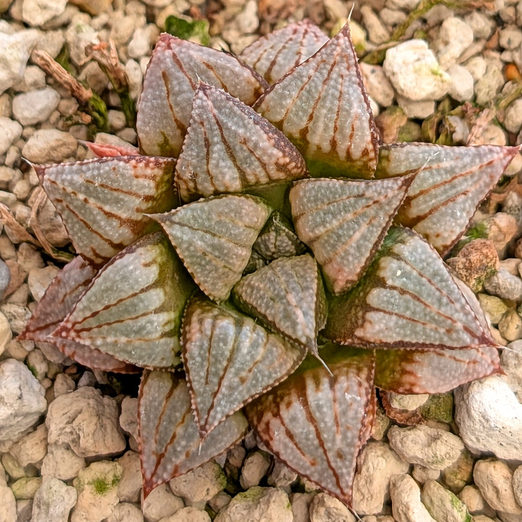 Haworthia PP371 hybrid series #33