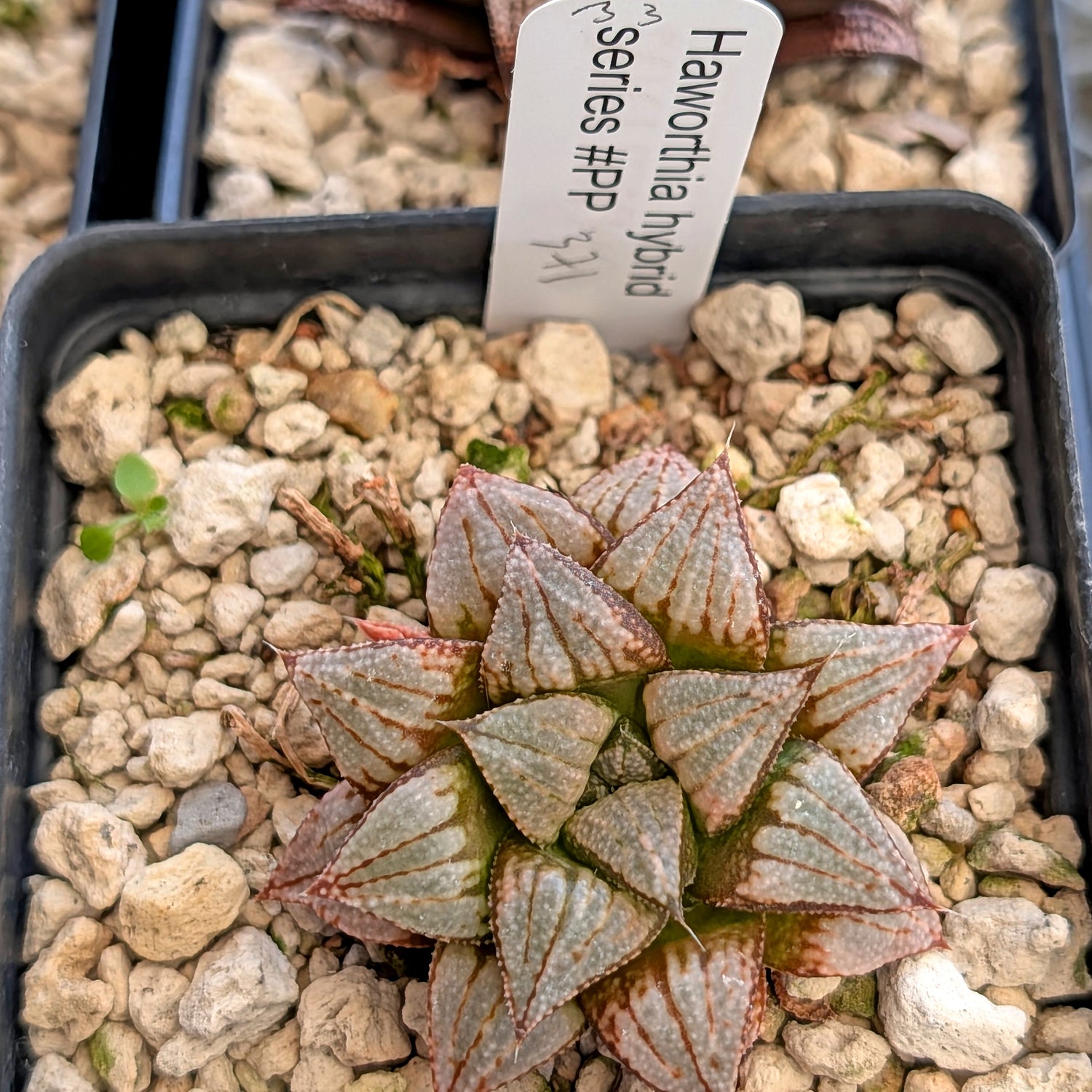 Haworthia PP371 hybrid series #33