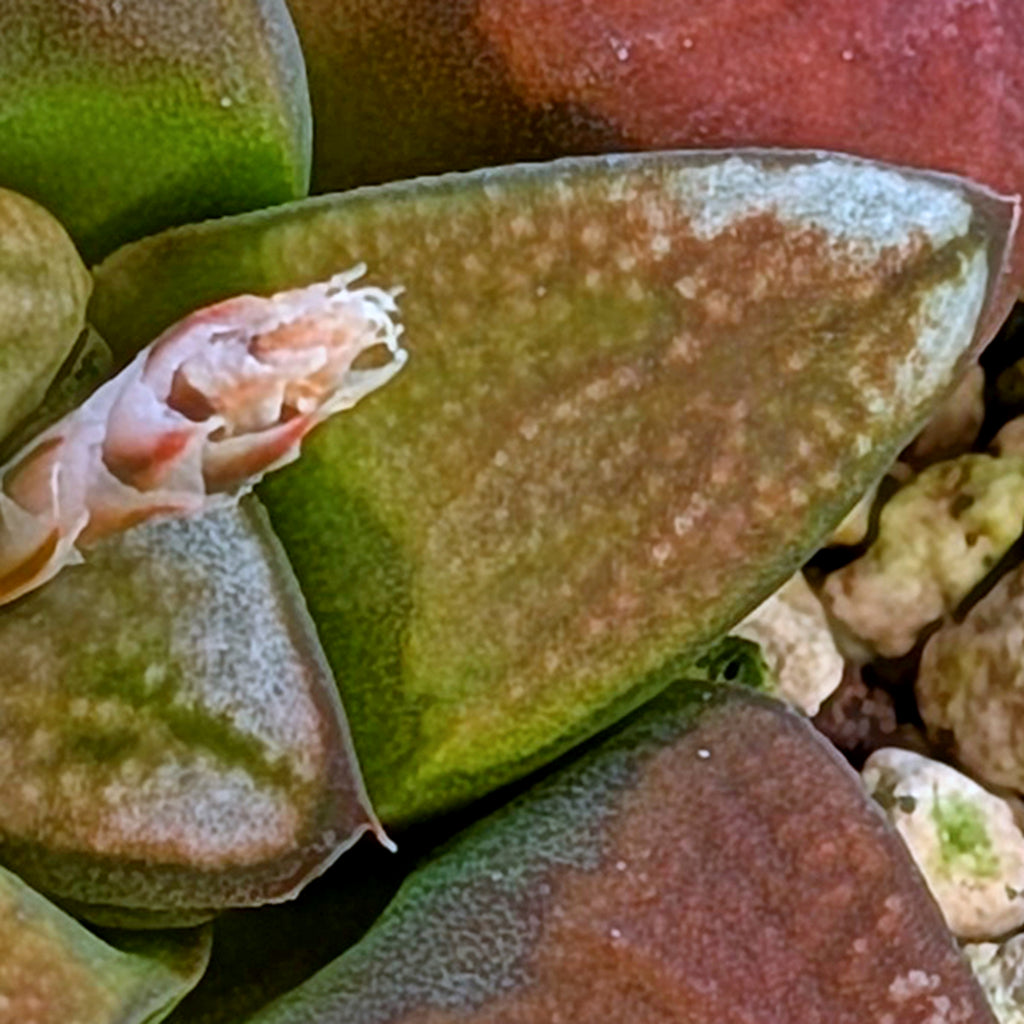 Haworthia hybrid series PP380 #39