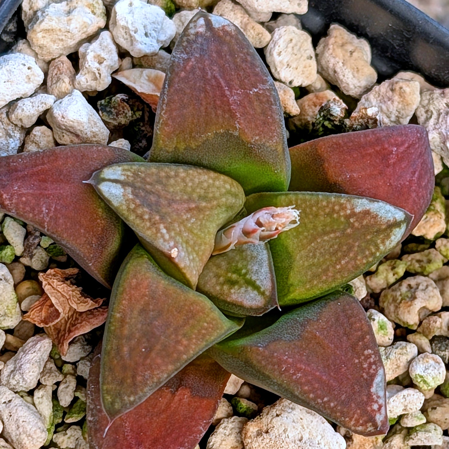 Haworthia hybrid series PP380 #39