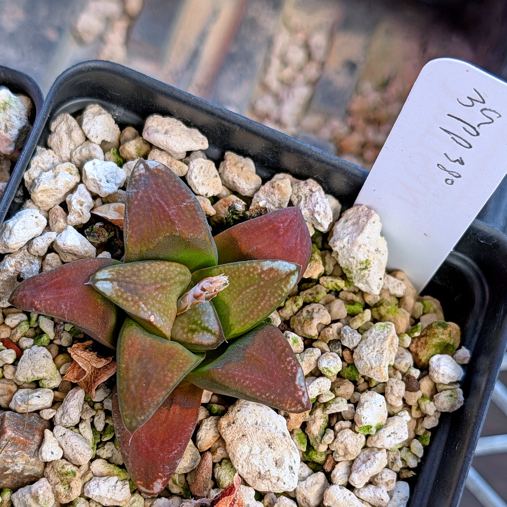 Haworthia hybrid series PP380 #39