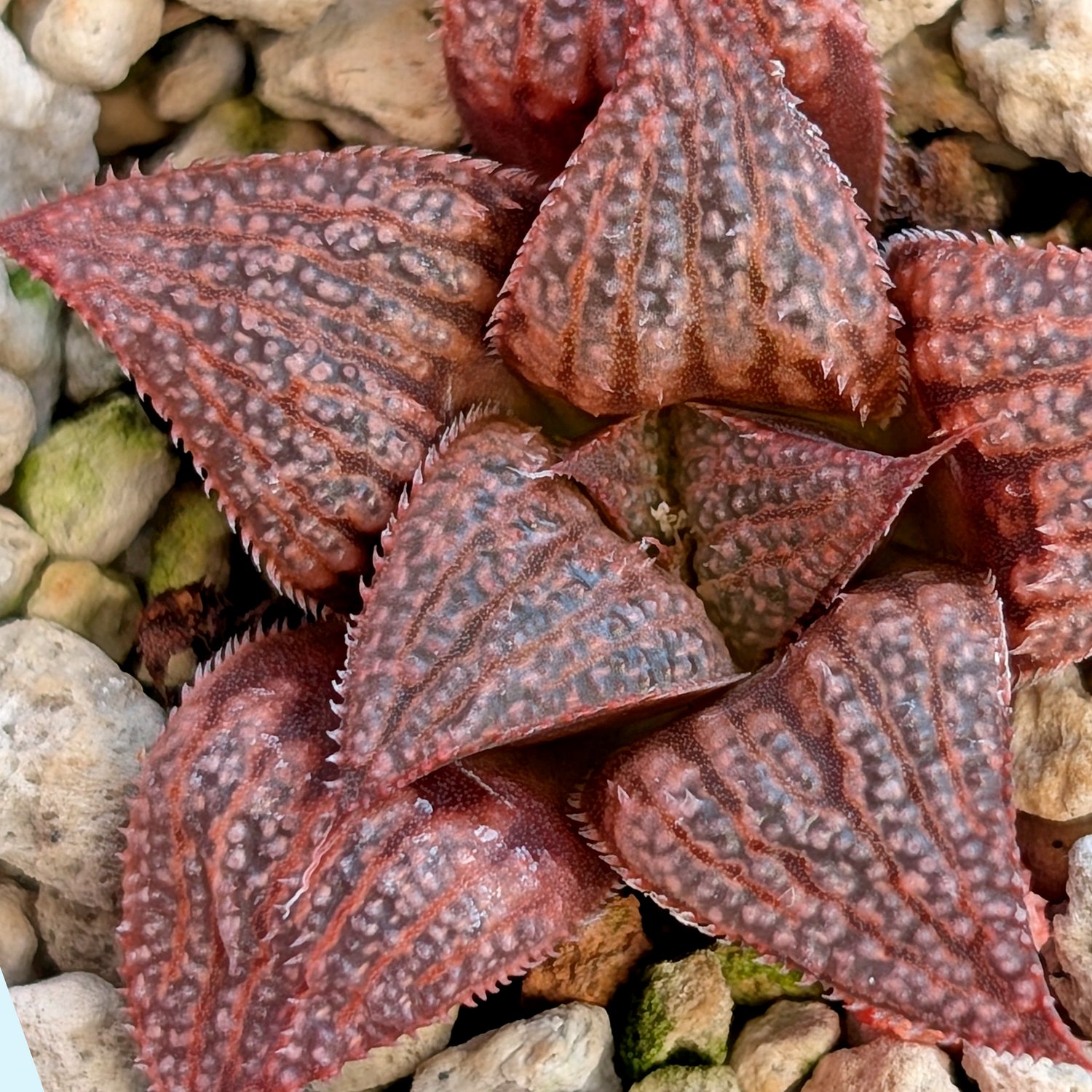 Haworthia hybrid series PP393 #31