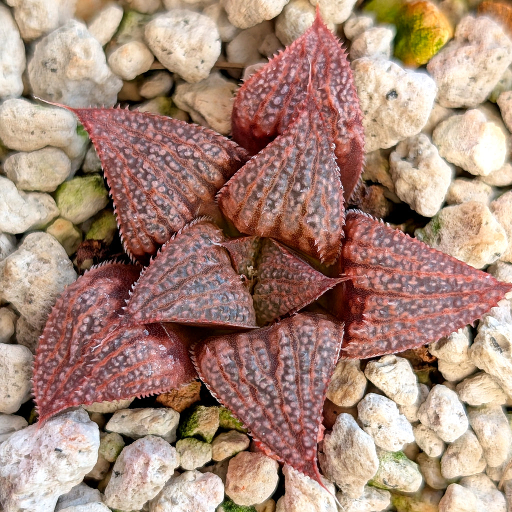 Haworthia hybrid series PP393 #31