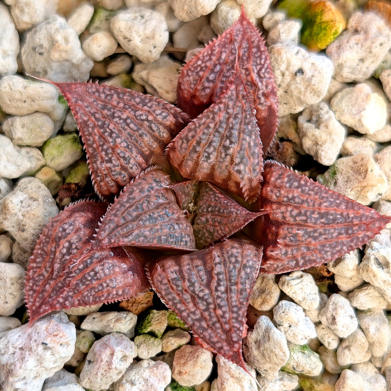 Haworthia hybrid series PP393 #31