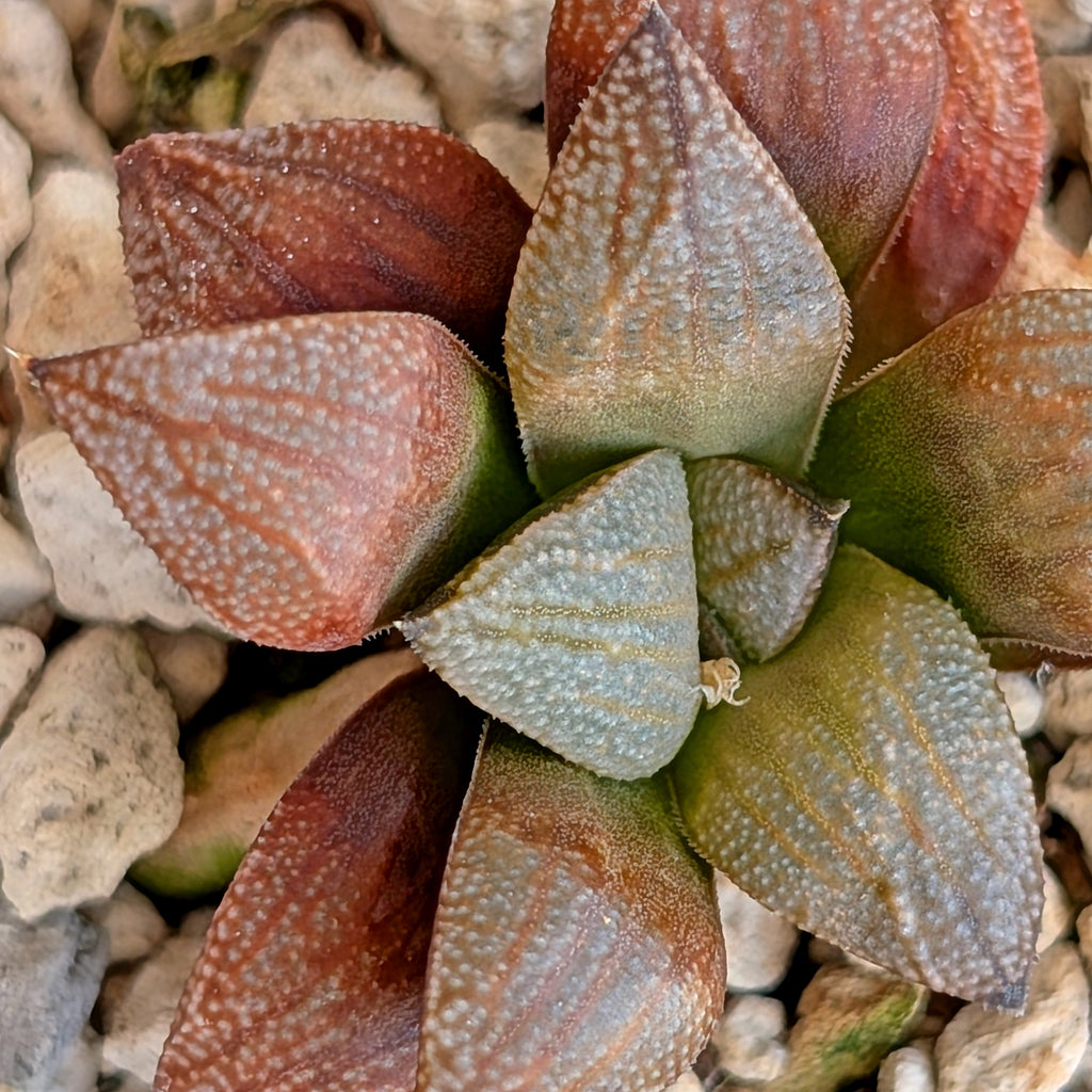 Haworthia PP371 hybrid series #37