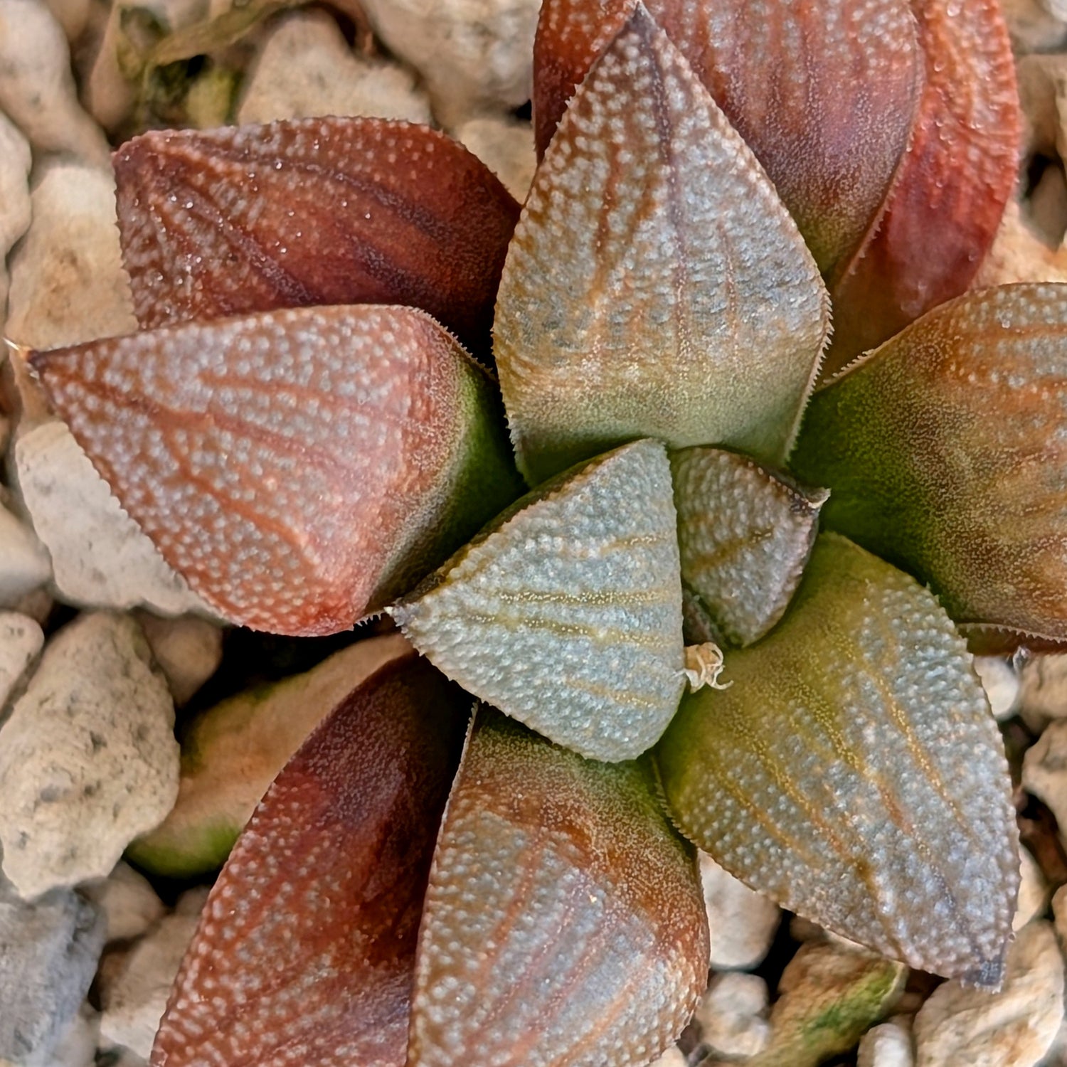 Haworthia PP371 hybrid series #37
