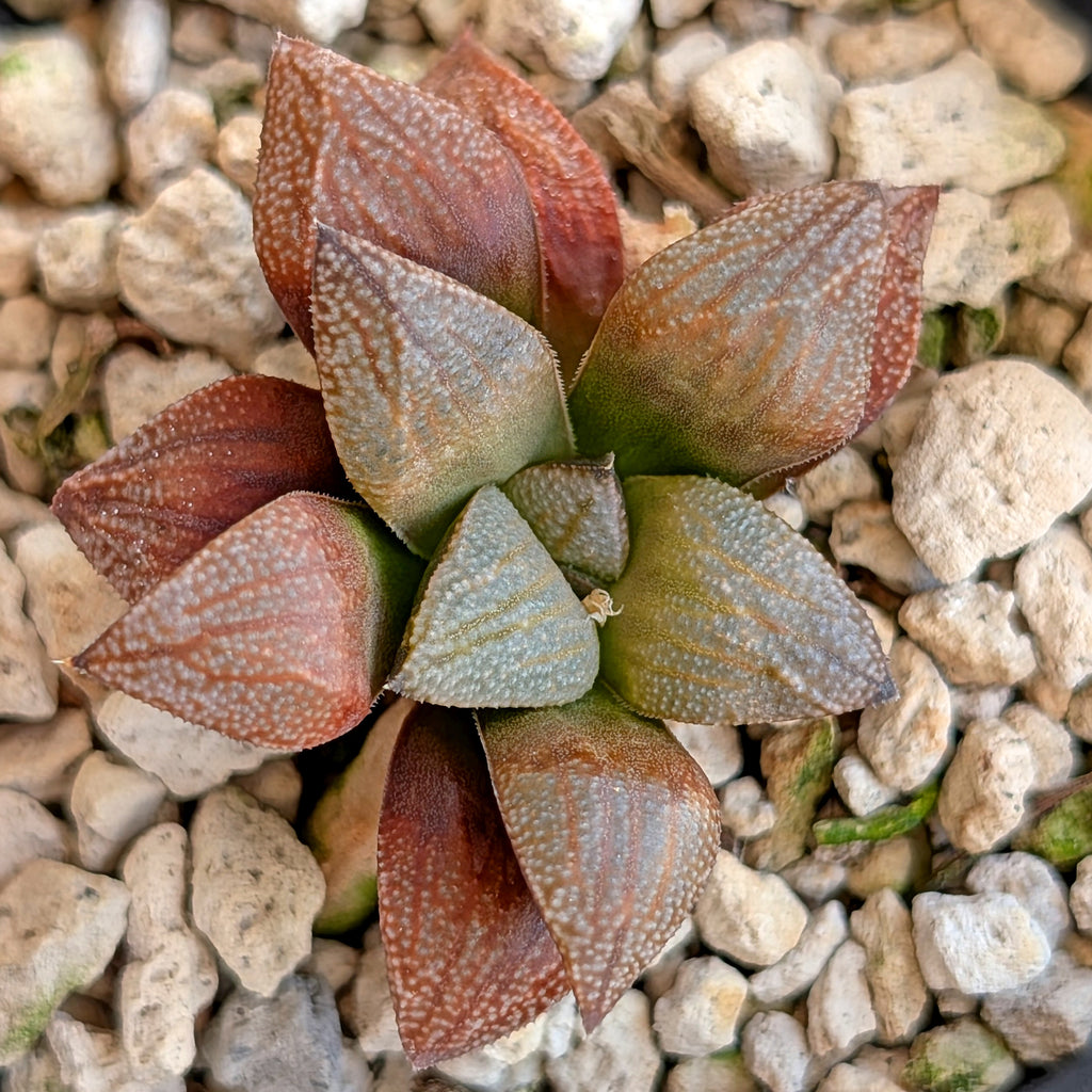 Haworthia PP371 hybrid series #37