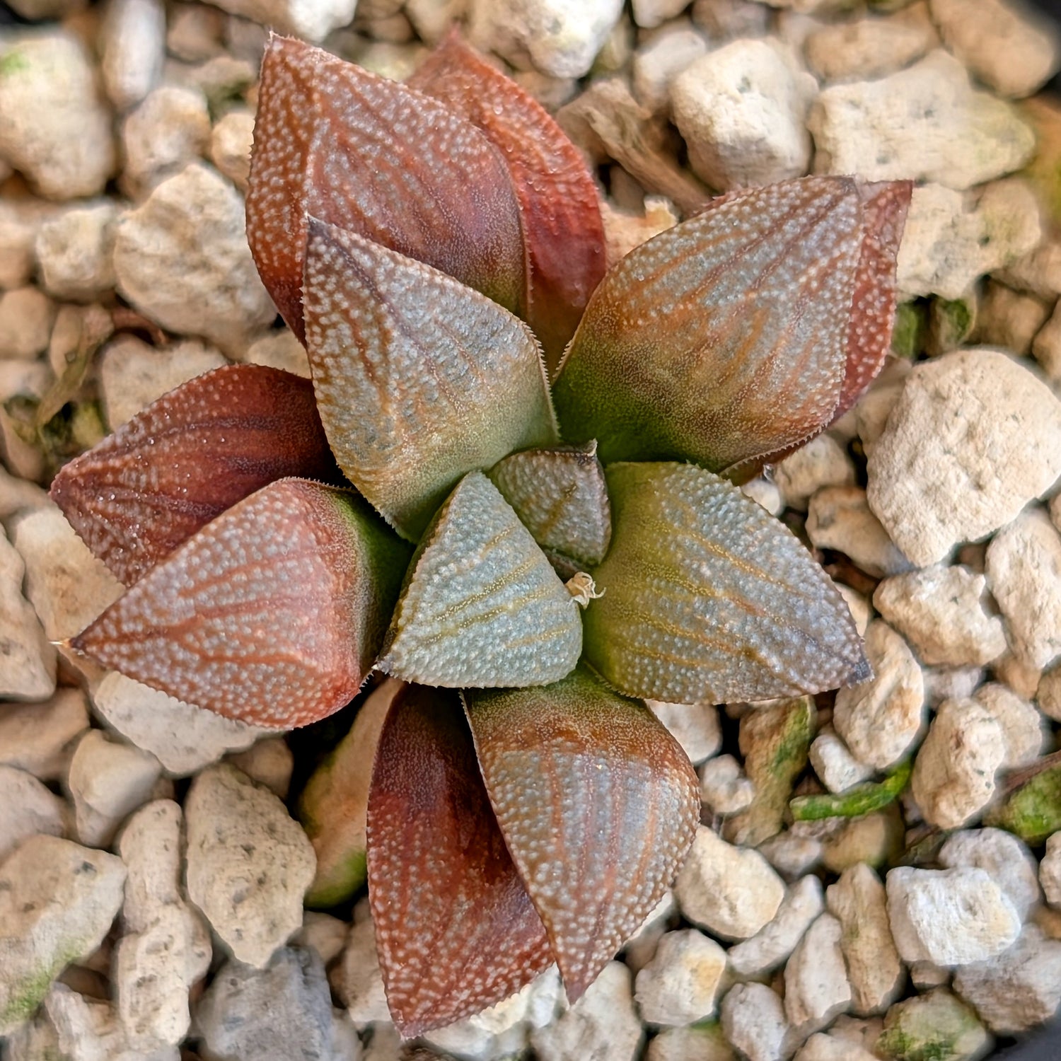 Haworthia PP371 hybrid series #37