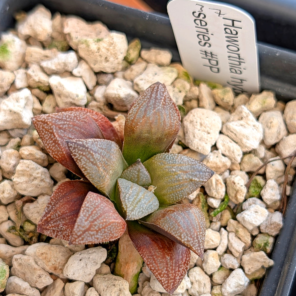 Haworthia PP371 hybrid series #37