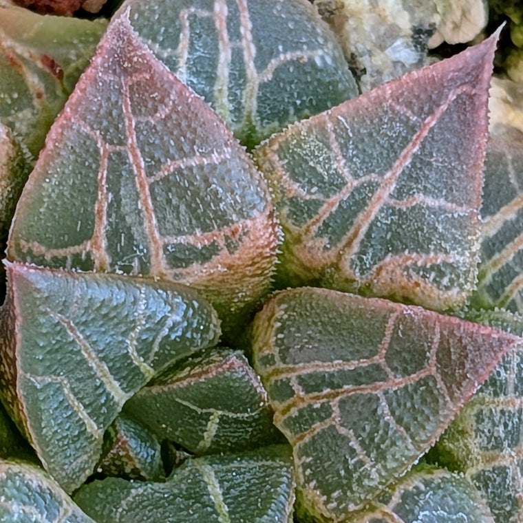 Haworthia hybrid series PP398 #1
