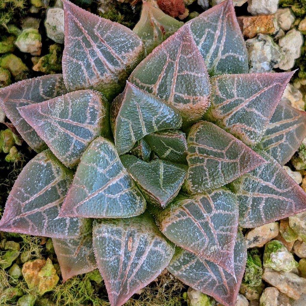 Haworthia hybrid series PP398 #1