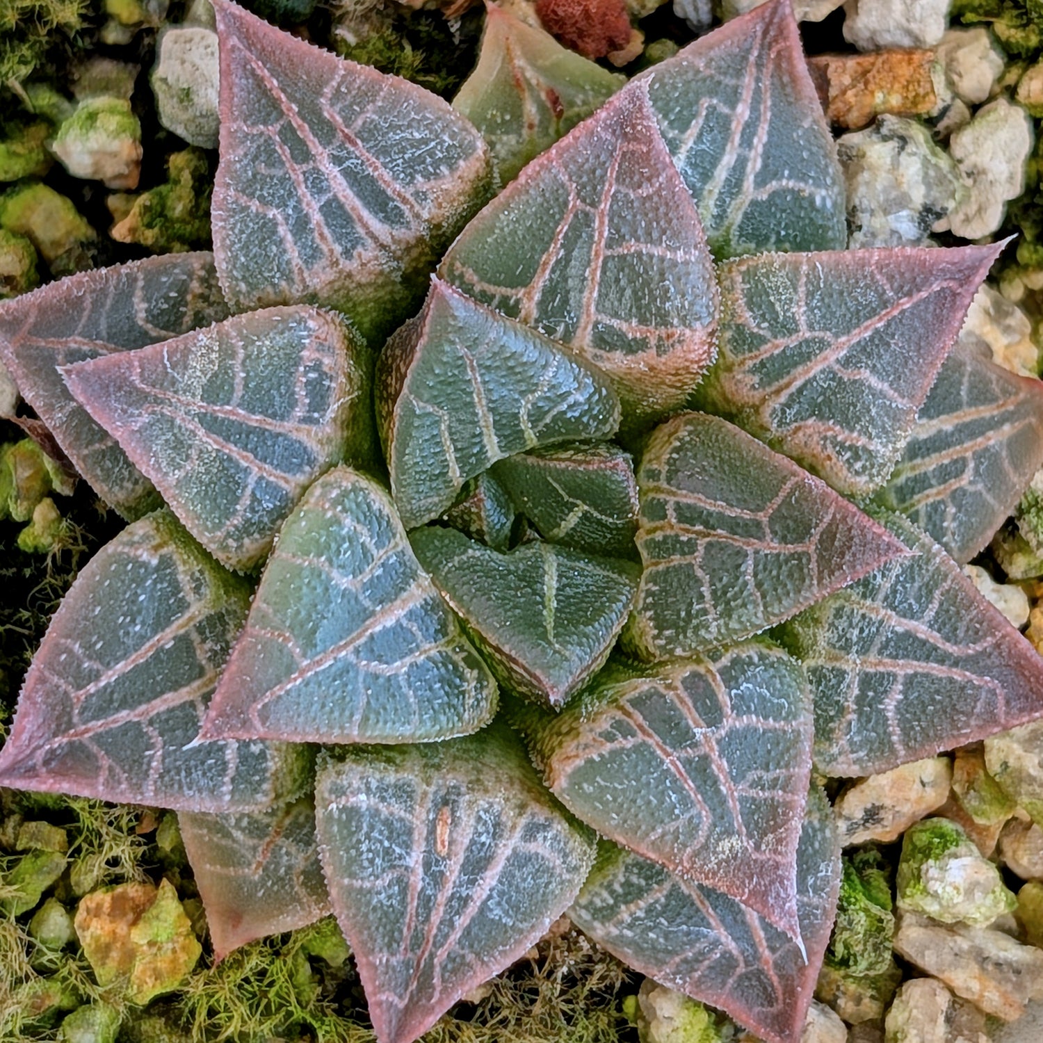 Haworthia hybrid series PP398 #1