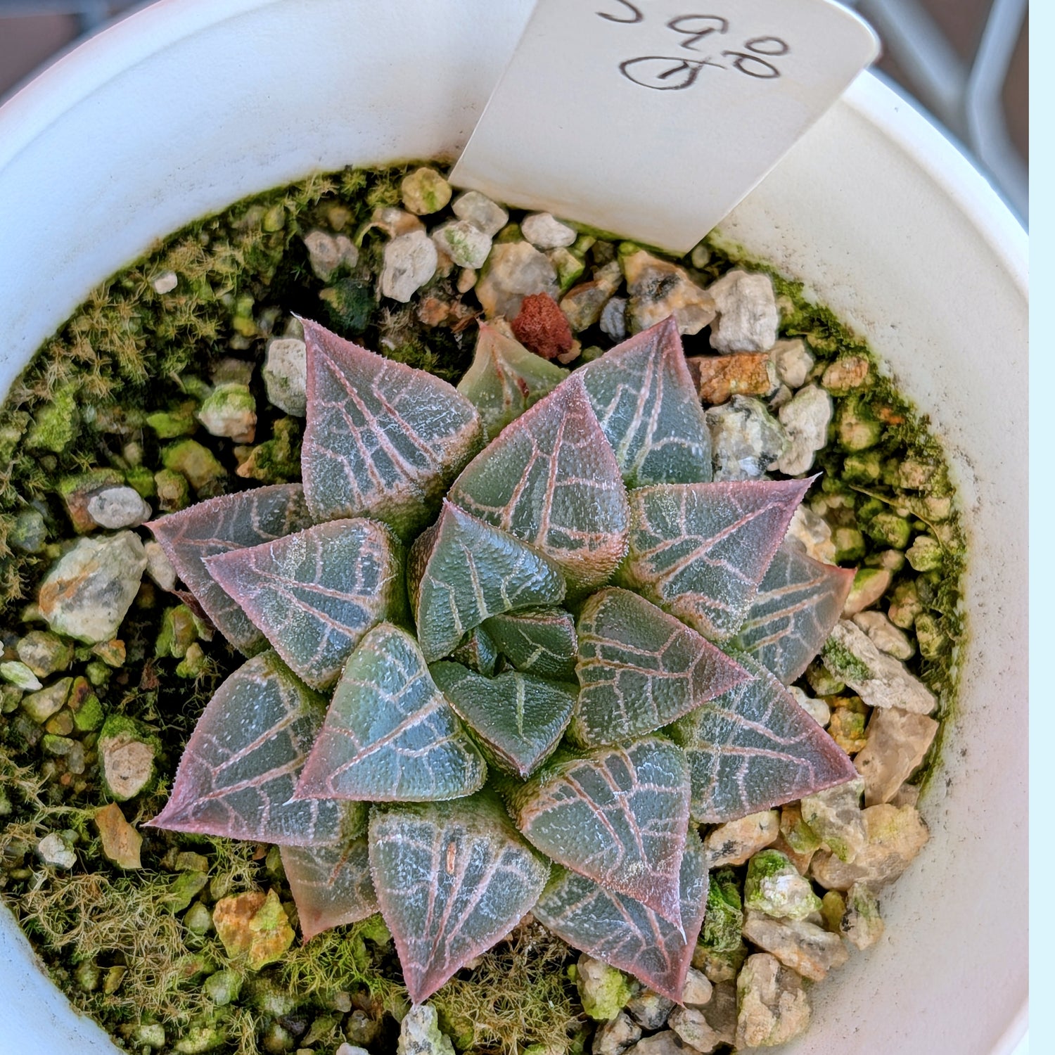 Haworthia hybrid series PP398 #1