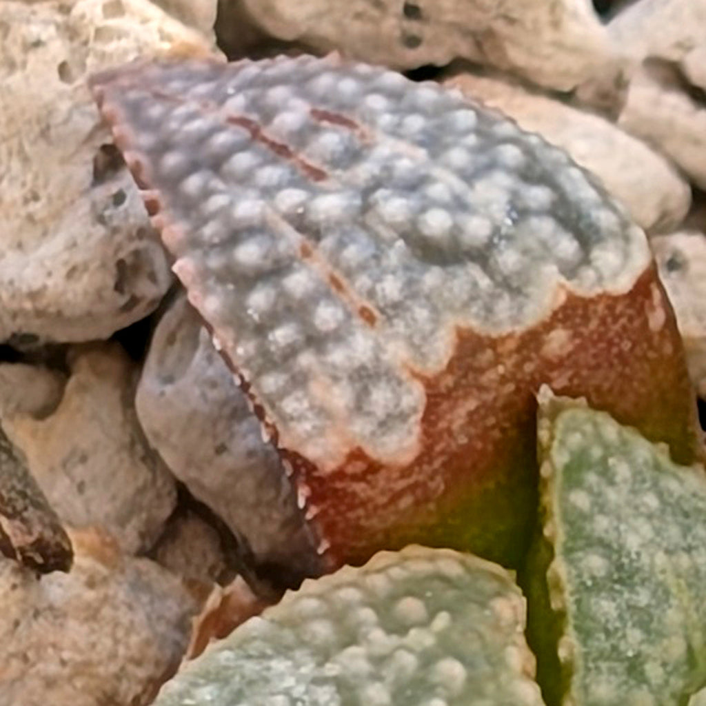 Haworthia groenewaldii back-cross hybrid series PP410  #18