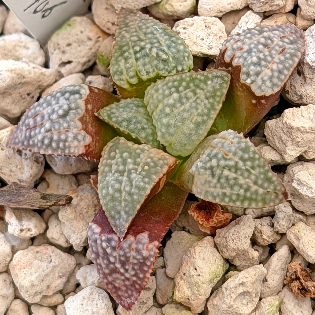Haworthia groenewaldii back-cross hybrid series PP410  #18