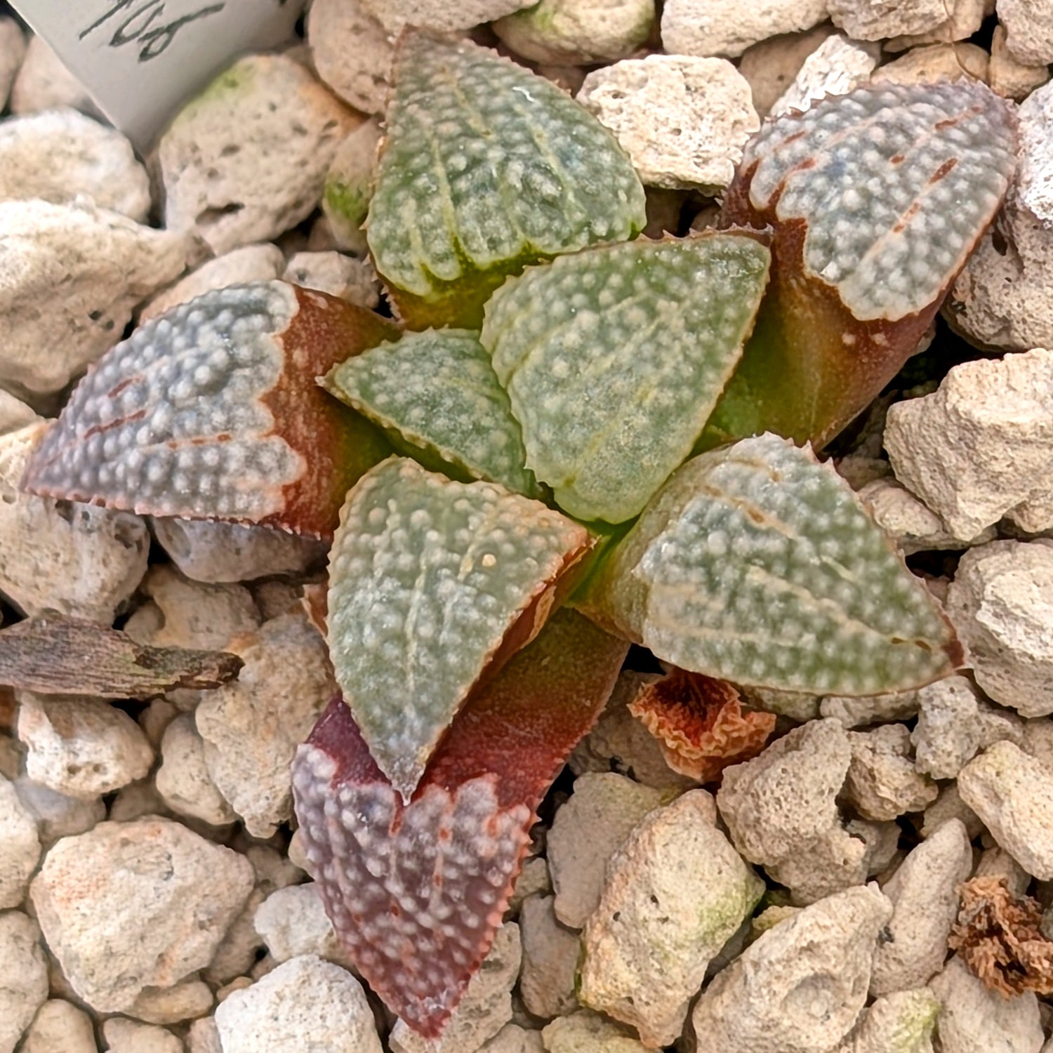Haworthia groenewaldii back-cross hybrid series PP410  #18