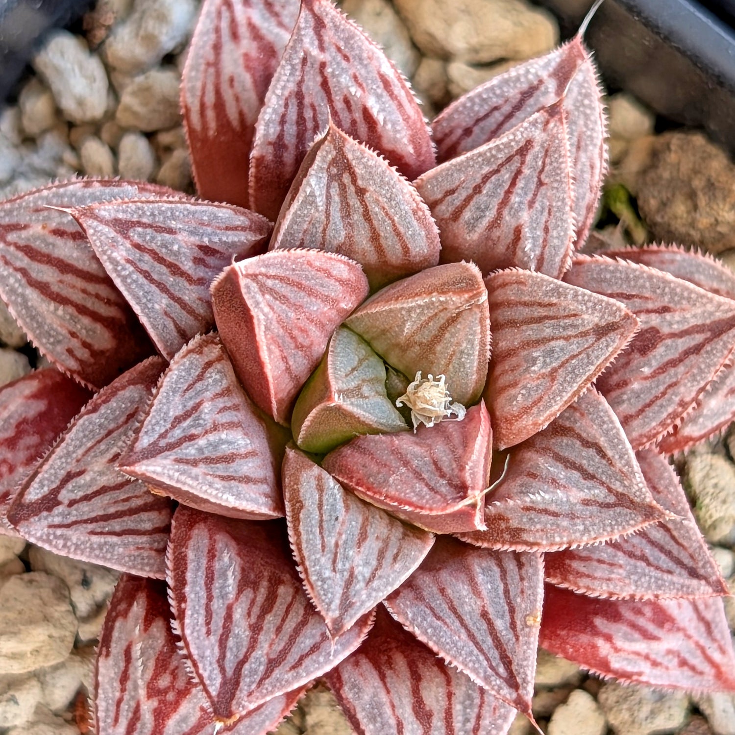 Haworthia PP371 hybrid series #1