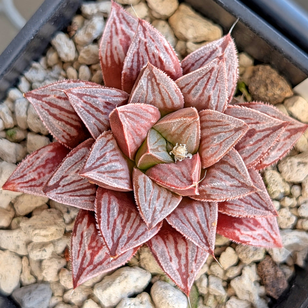 Haworthia PP371 hybrid series #1
