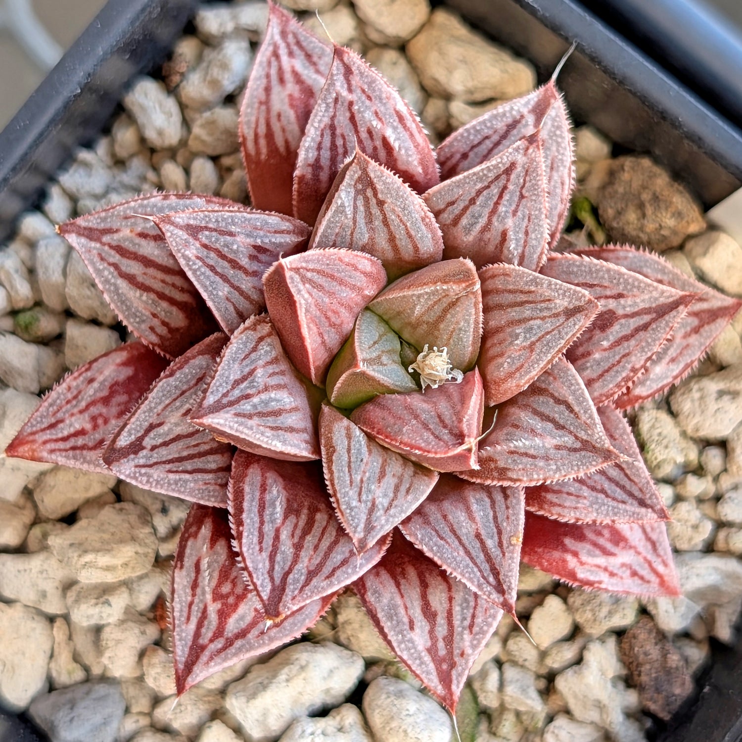 Haworthia PP371 hybrid series #1