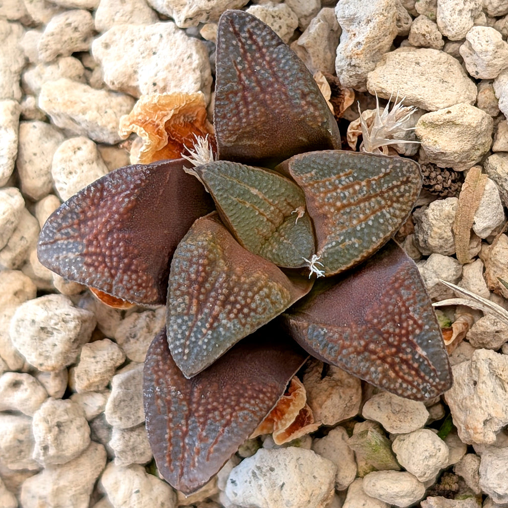 Haworthia groenewaldii PP408  #18
