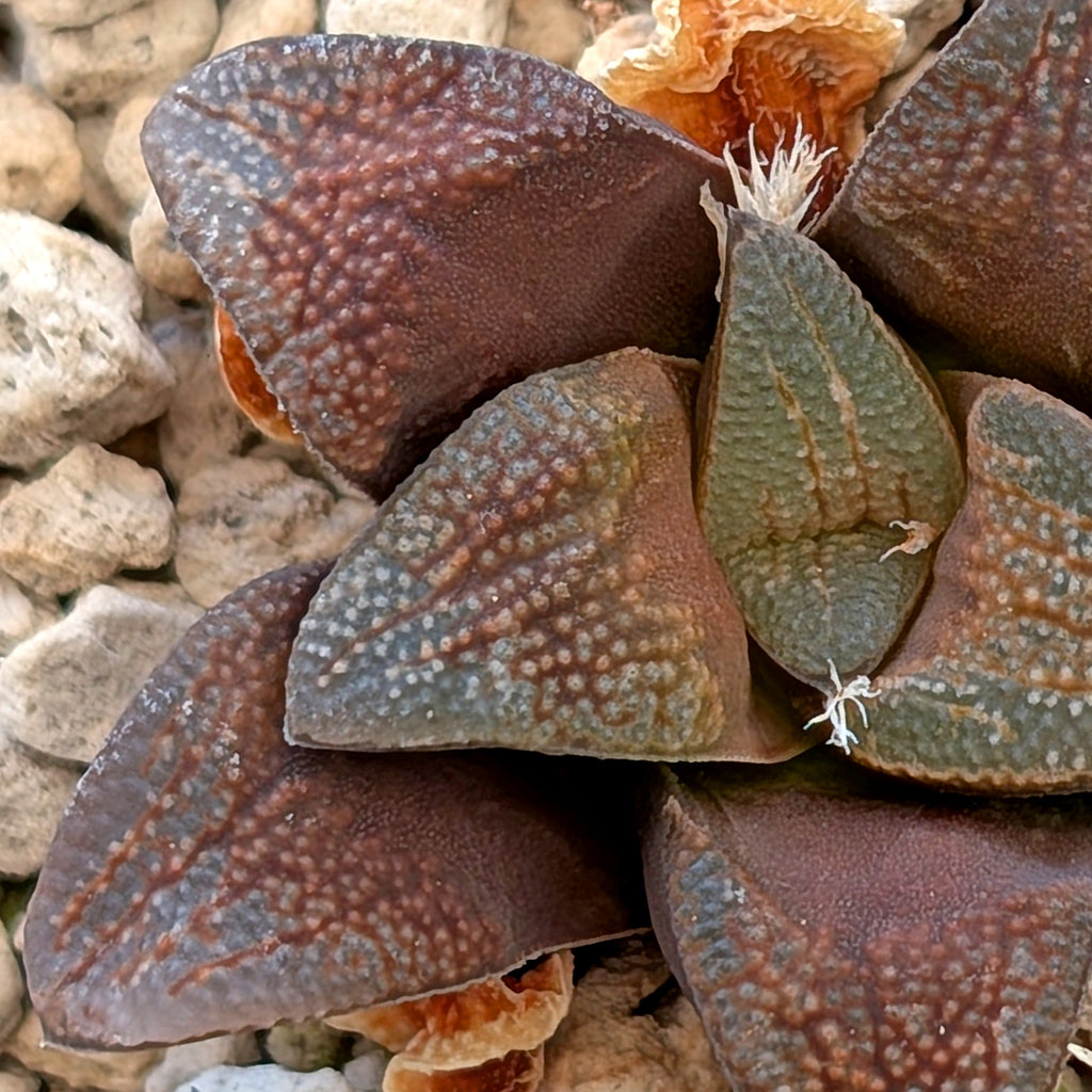 Haworthia groenewaldii PP408  #18