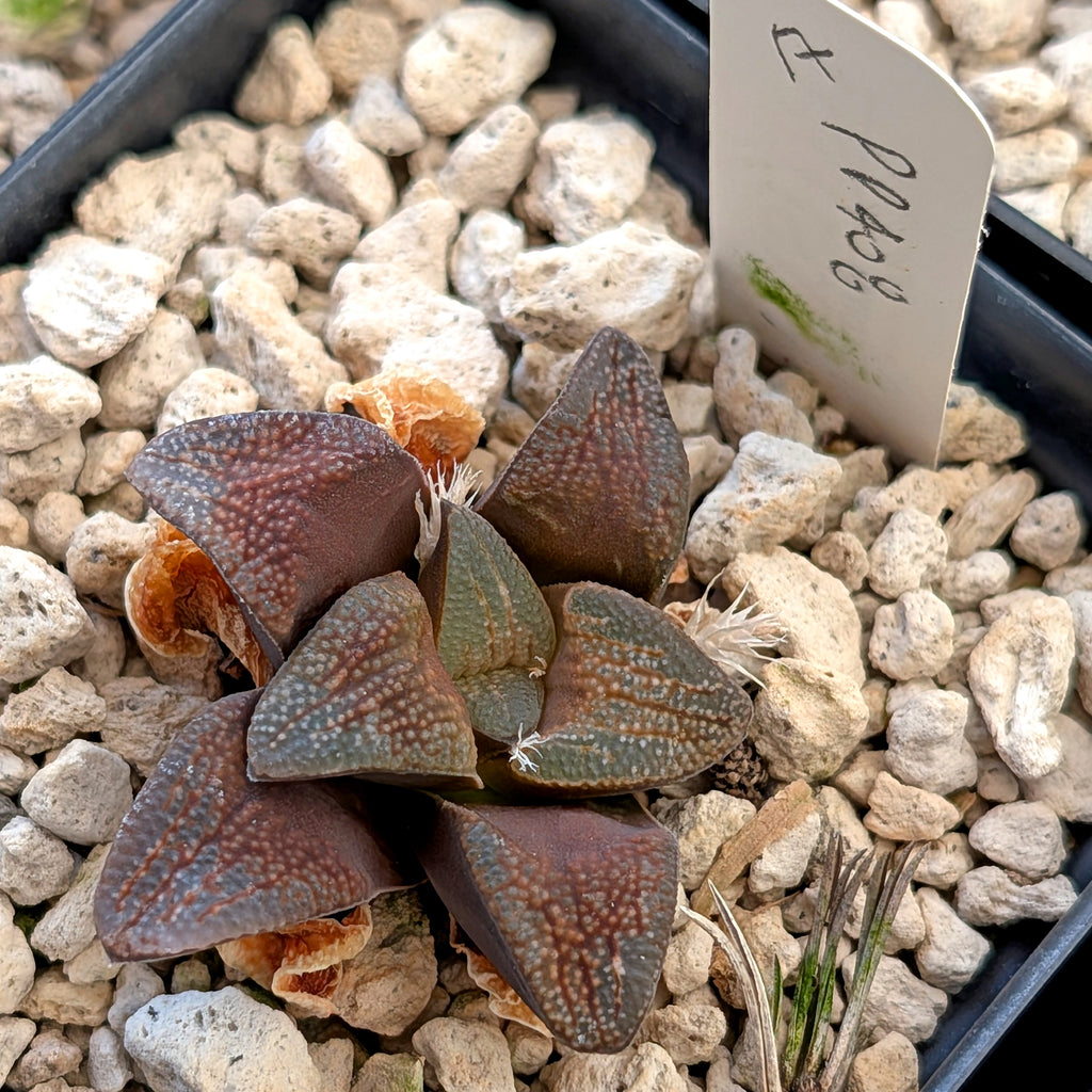 Haworthia groenewaldii PP408  #18