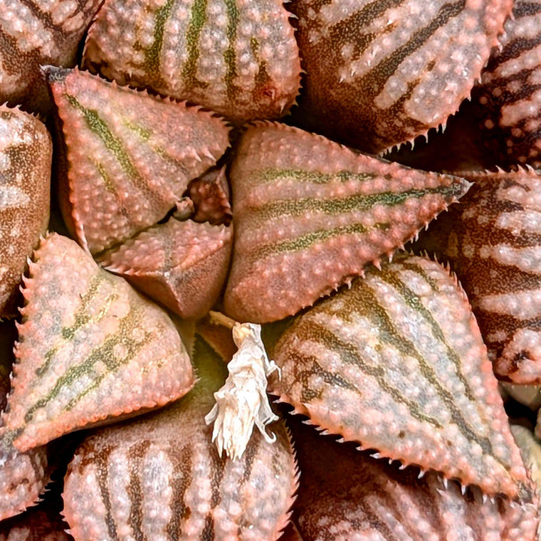 Haworthia hybrid series PP413 #35