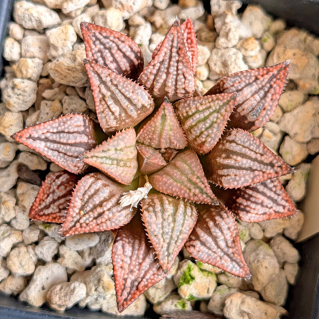 Haworthia hybrid series PP413 #35