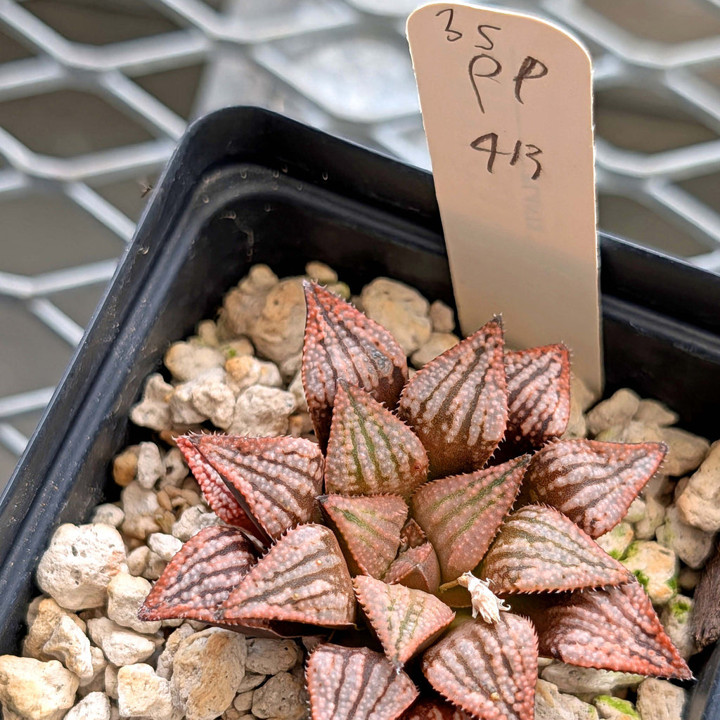 Haworthia hybrid series PP413 #35
