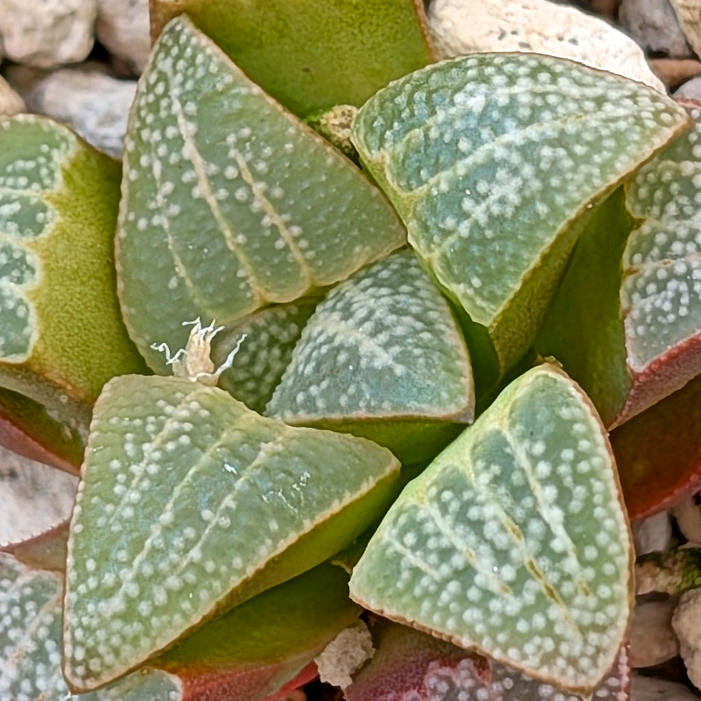 Haworthia groenewaldii PP413  #42