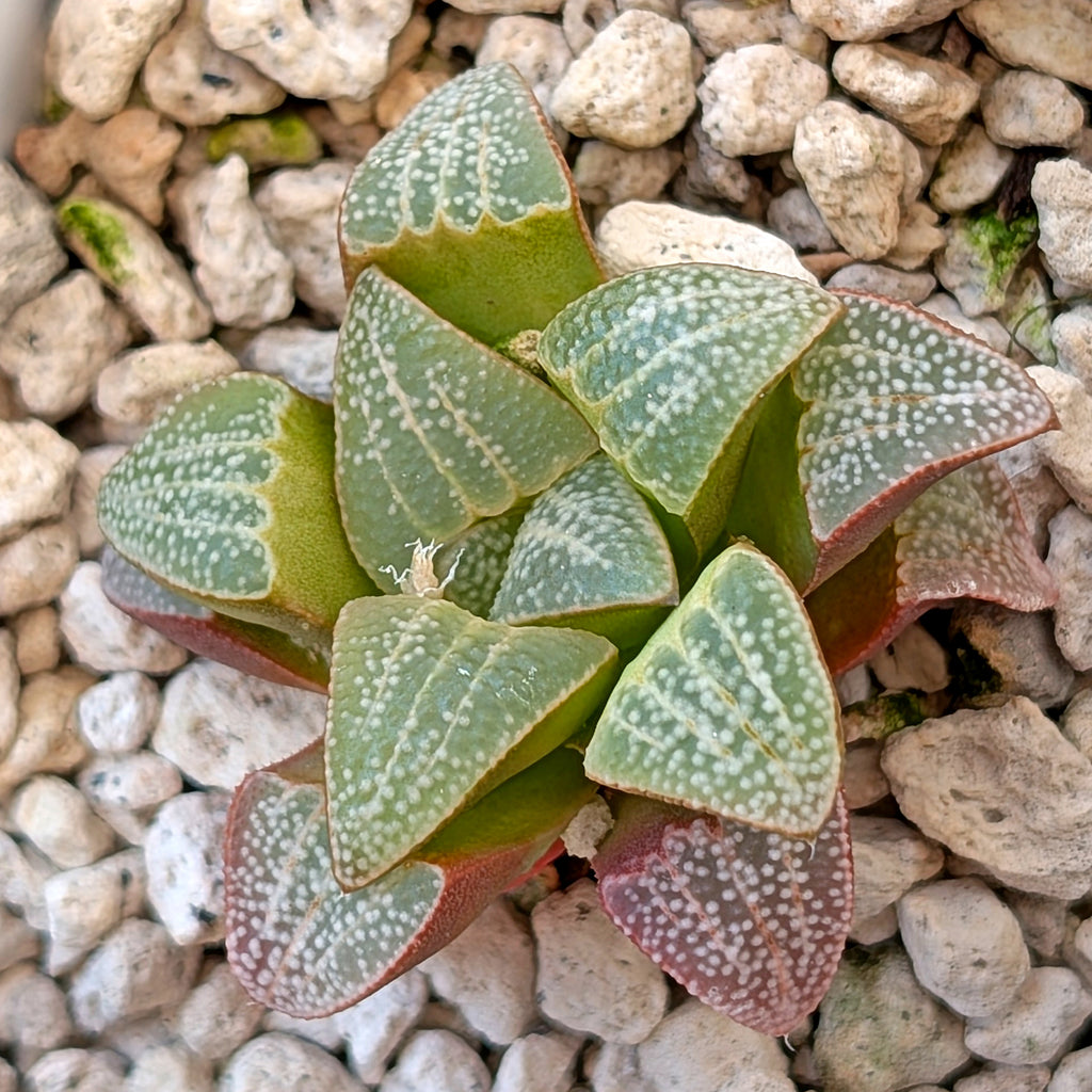 Haworthia groenewaldii PP413  #42